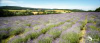 Petit Provence 009