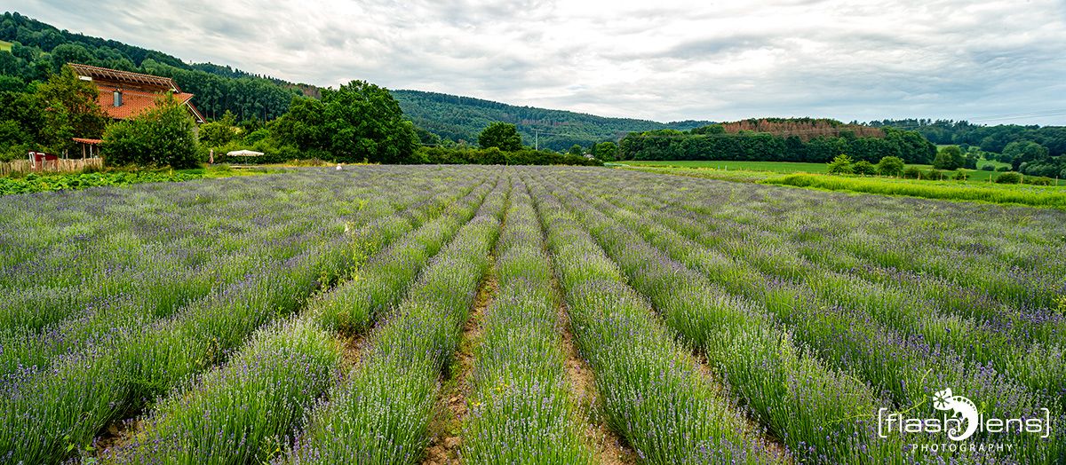 Petit Provence 011