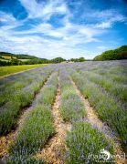Petit Provence 015