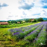 Petit Provence 016