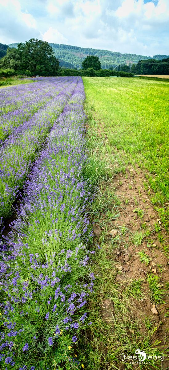 Petit Provence 017