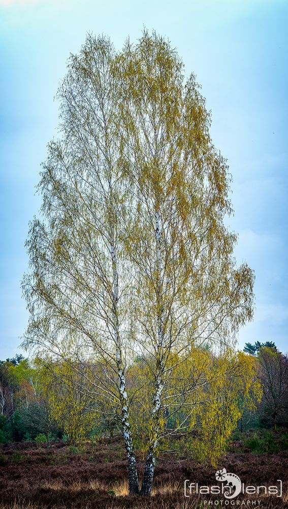 Wahner Heide 001  1 