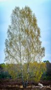 Wahner Heide 001  1 