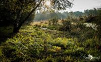 Wahner Heide 004