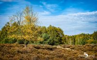 Wahner Heide 005
