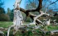 Wahner Heide 007  1 