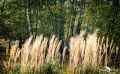 Wahner Heide 009