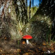 Wahner Heide 011