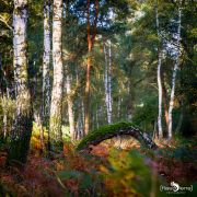 Wahner Heide 012