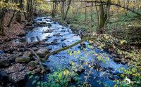 Holzbachschlucht 023