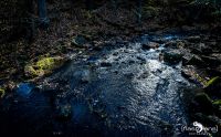 Holzbachschlucht 025