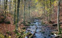 Holzbachschlucht 026