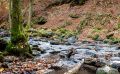 Holzbachschlucht 027