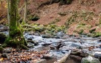 Holzbachschlucht 027