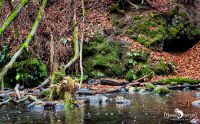 Holzbachschlucht 028
