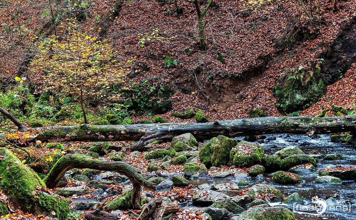 Holzbachschlucht 029
