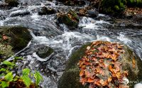 Holzbachschlucht 033