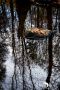 Holzbachschlucht 034