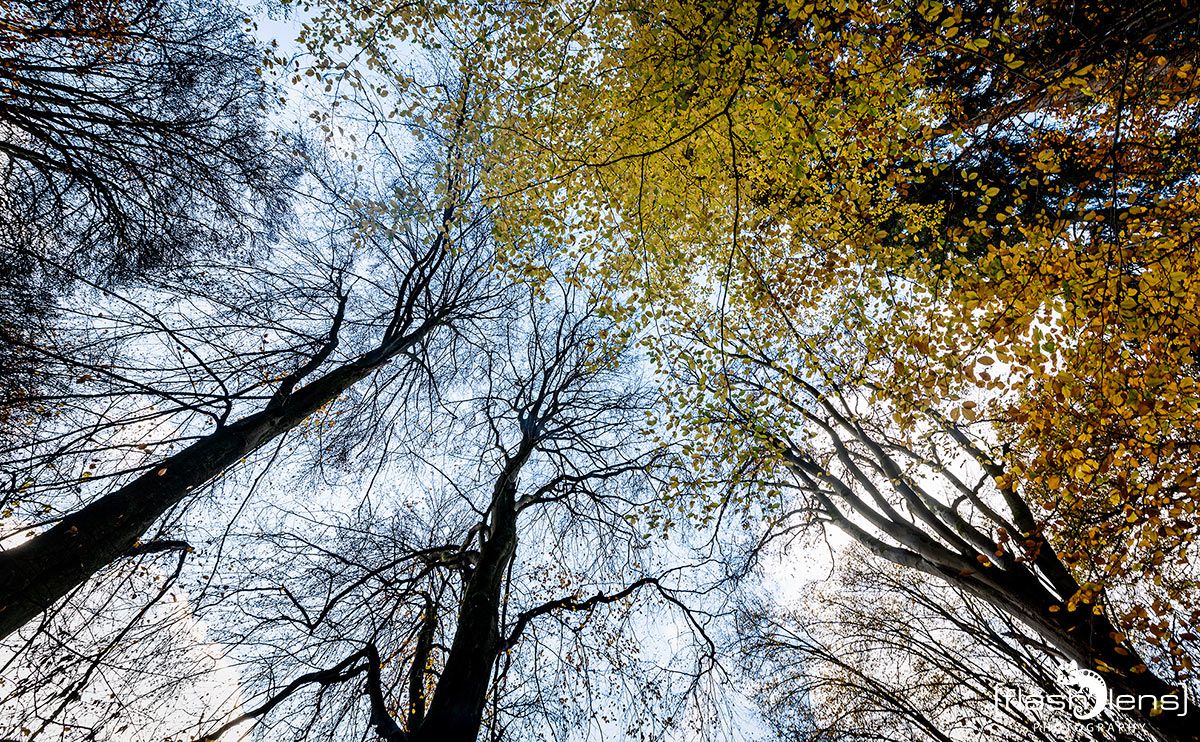 Holzbachschlucht 035