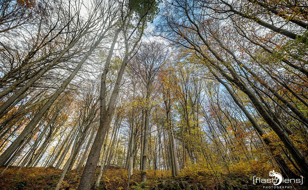 Holzbachschlucht 038