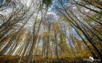 Holzbachschlucht 038