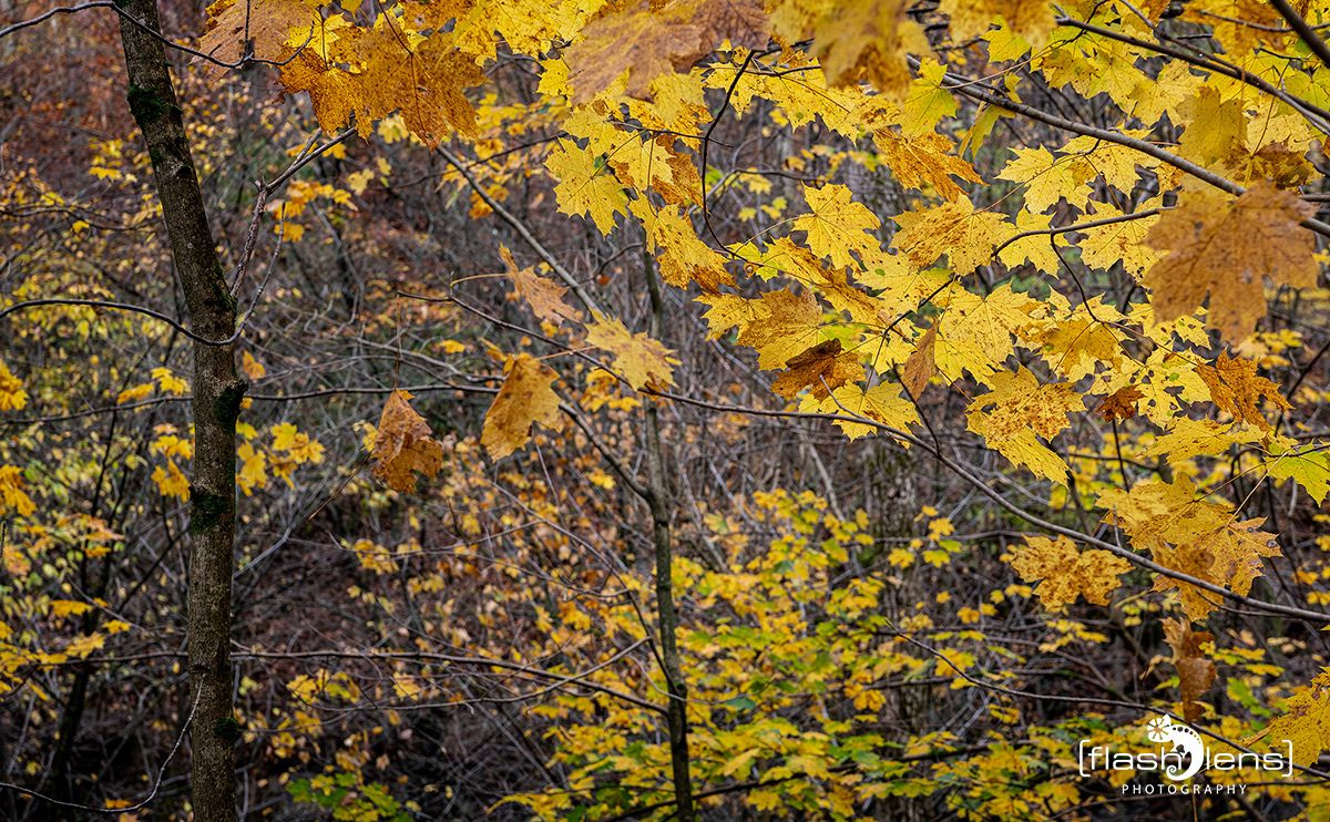 Holzbachschlucht 040