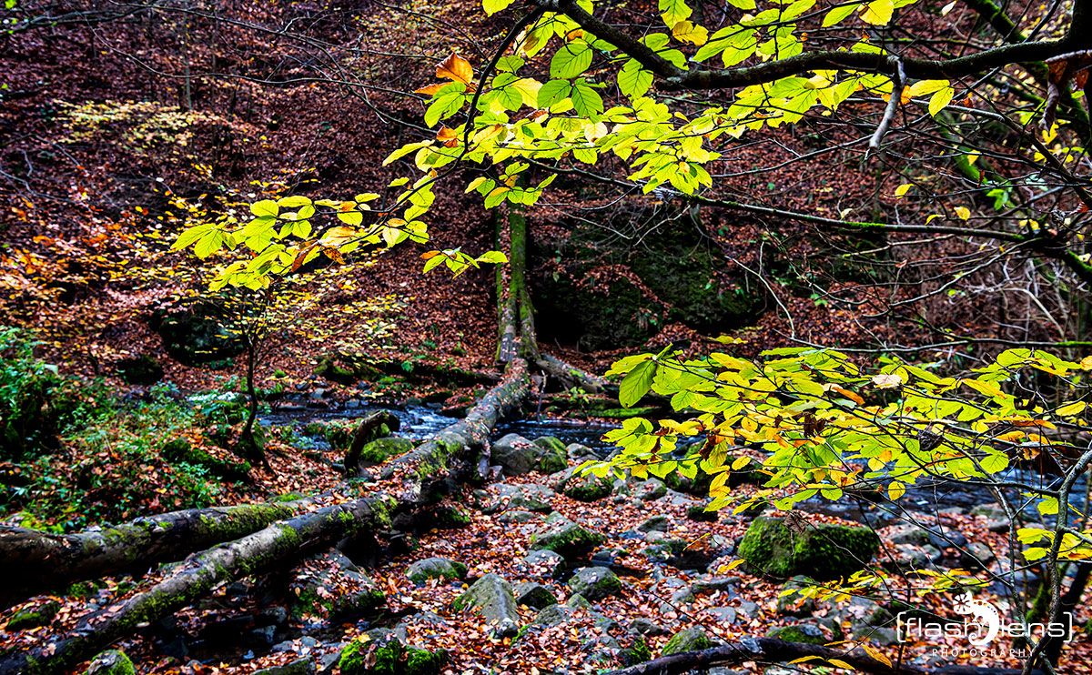 Holzbachschlucht 041