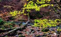 Holzbachschlucht 041