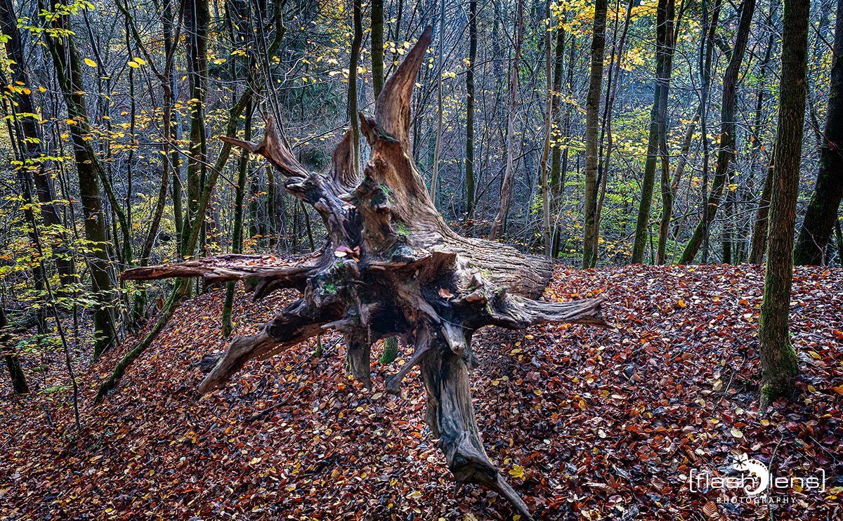 Holzbachschlucht 045