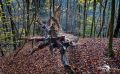 Holzbachschlucht 045