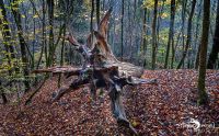 Holzbachschlucht 045