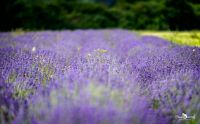 Petit Provence 019