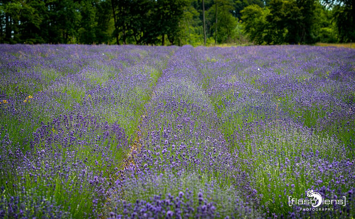 Petit Provence 020