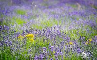 Petit Provence 021