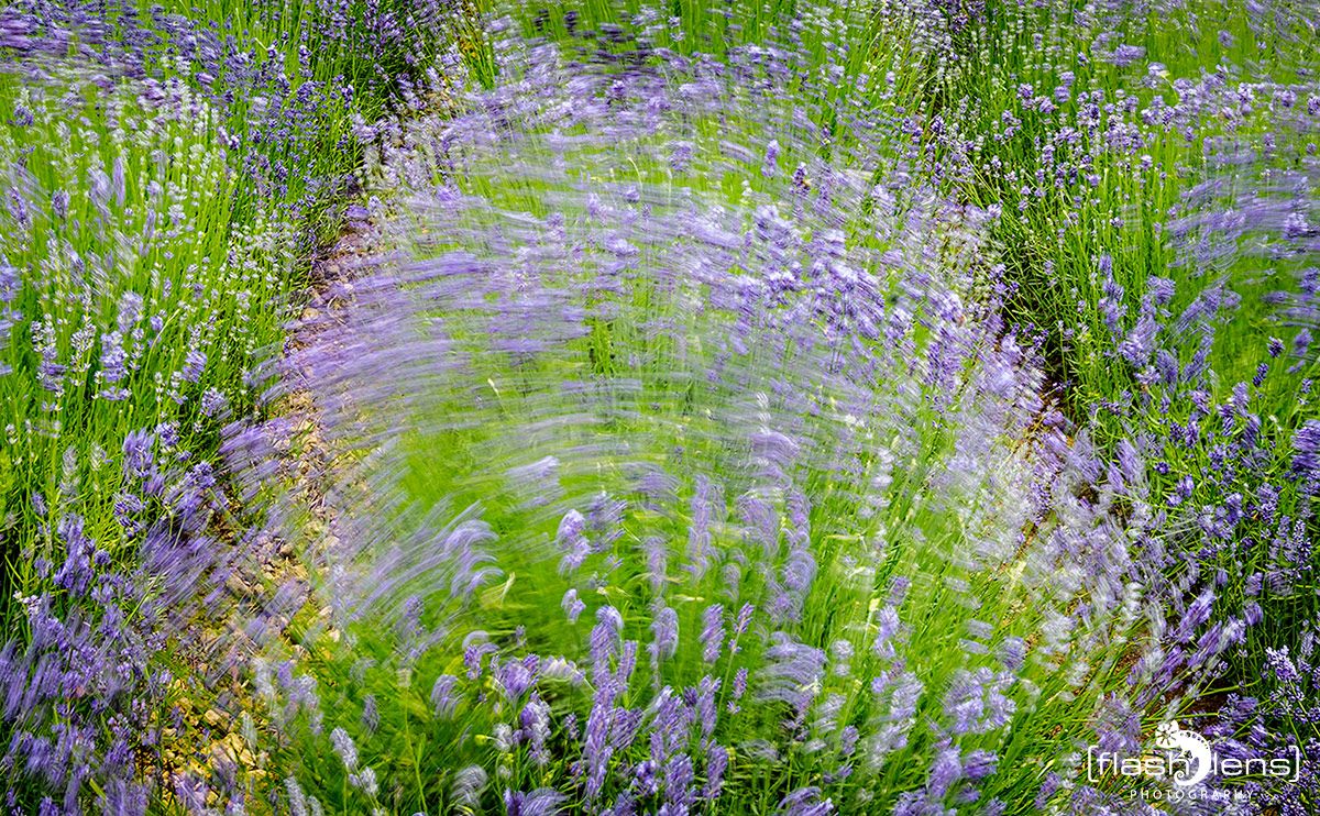 Petit Provence 022