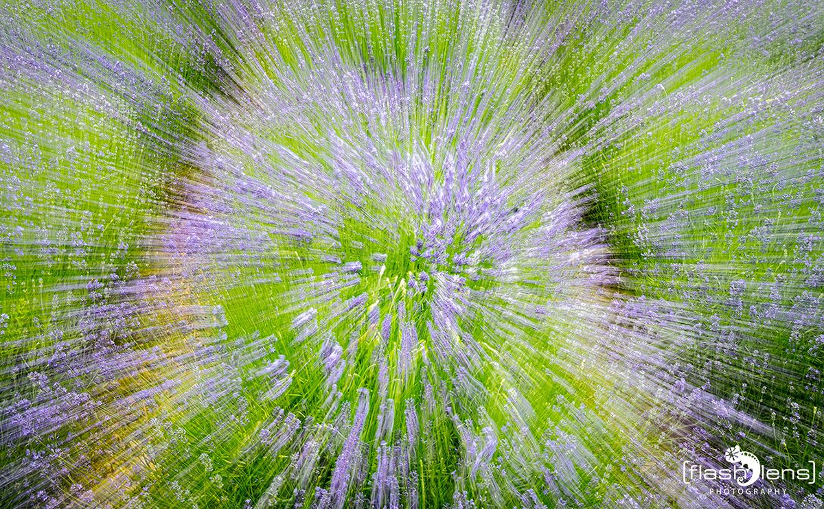 Petit Provence 023