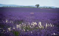 02 Haute Provence 003