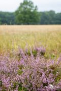 FotoFahrt Lueneburger Heide 2021 006