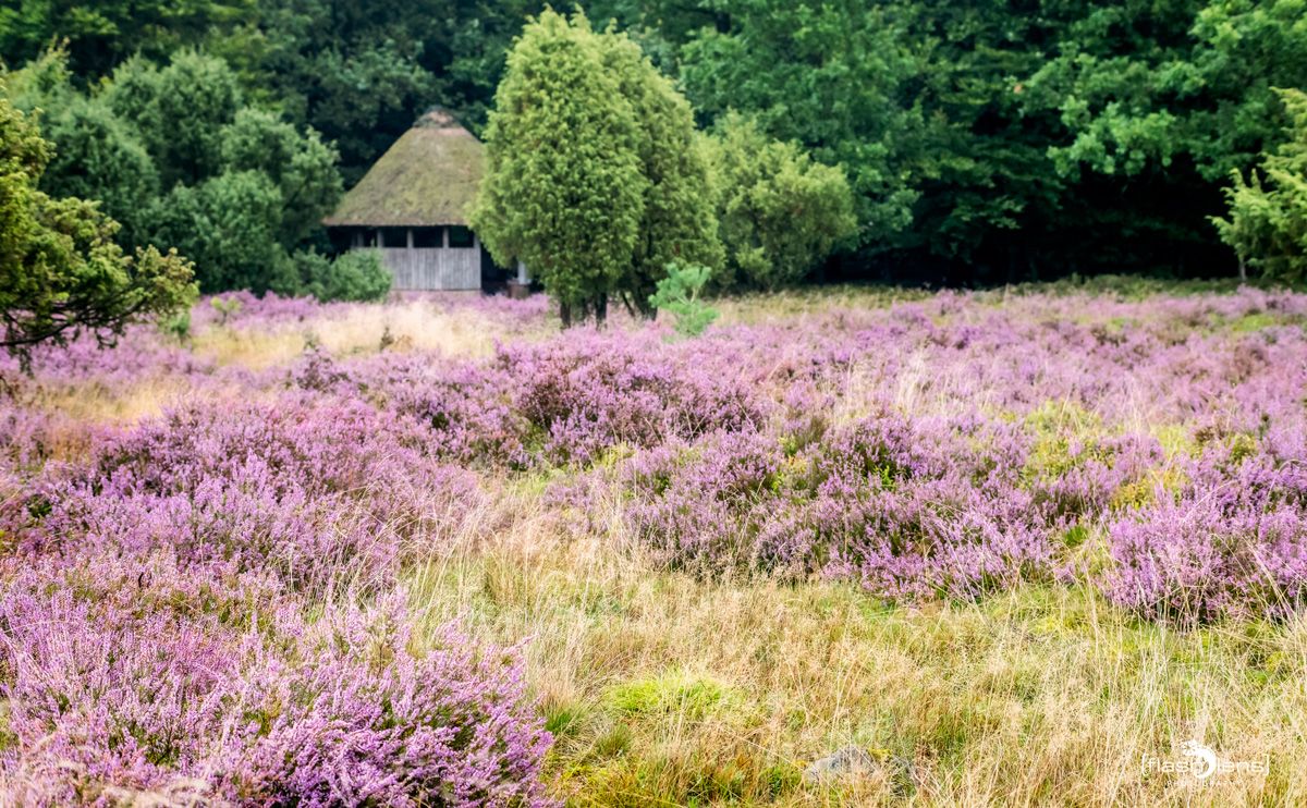 FotoFahrt Lueneburger Heide 2021 007