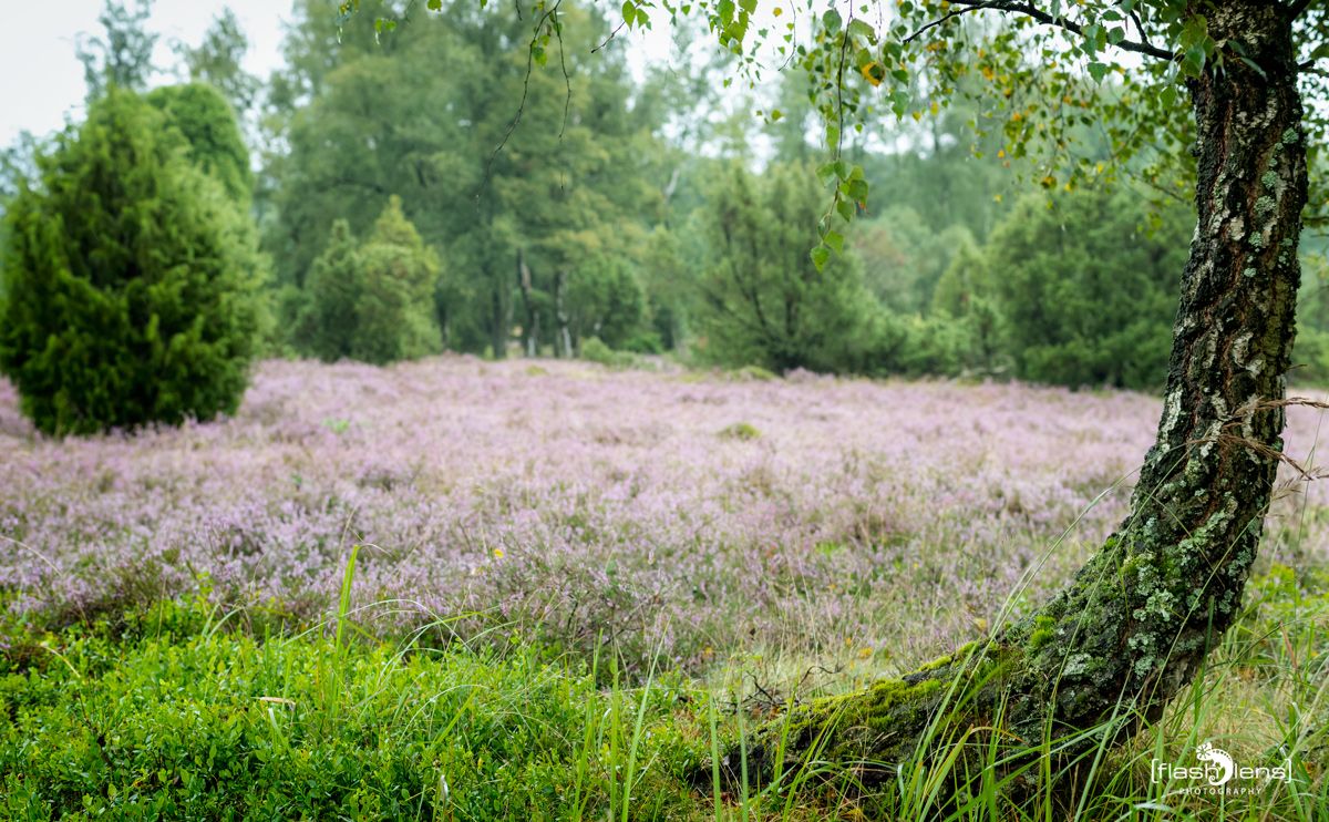 FotoFahrt Lueneburger Heide 2021 008