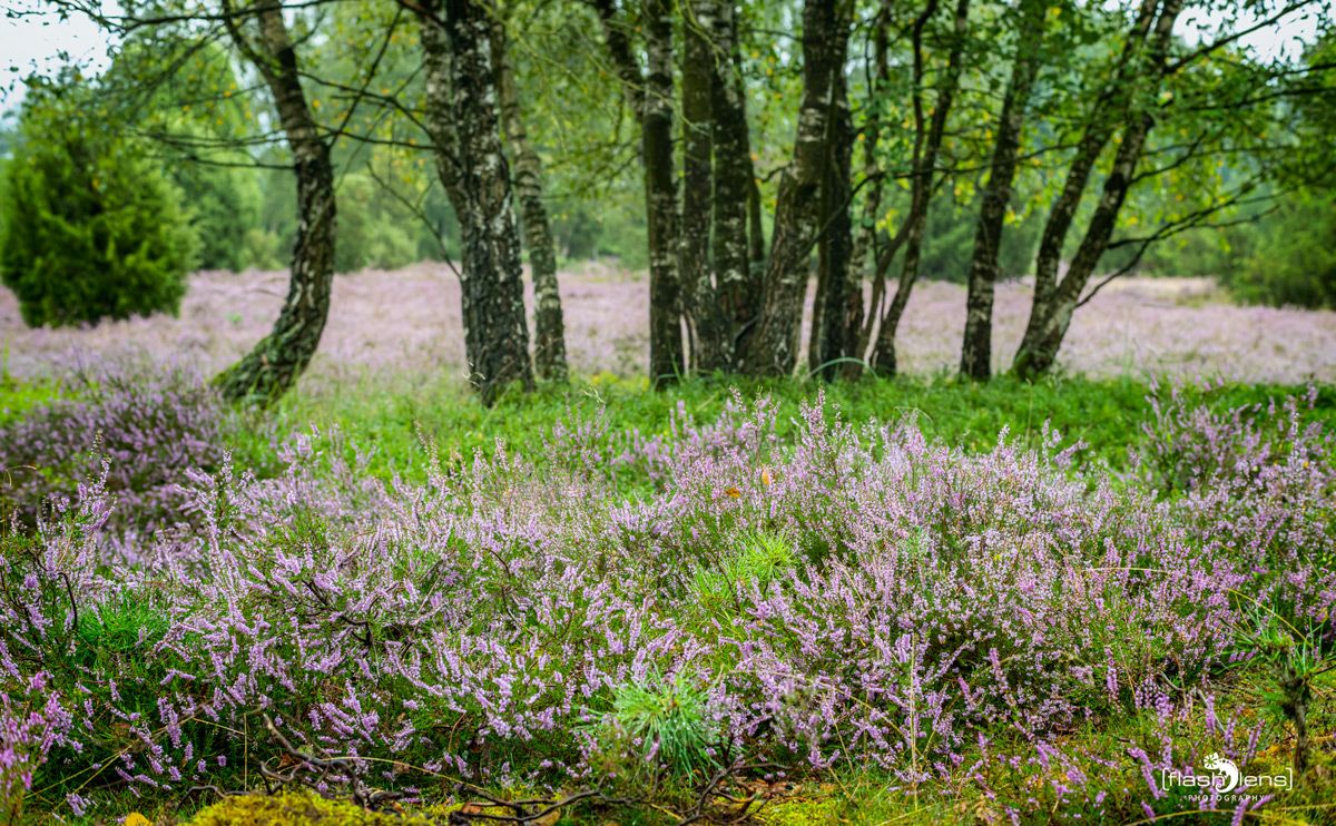 FotoFahrt Lueneburger Heide 2021 009
