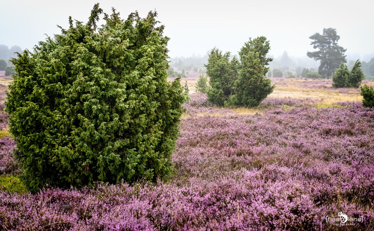 FotoFahrt Lueneburger Heide 2021 011