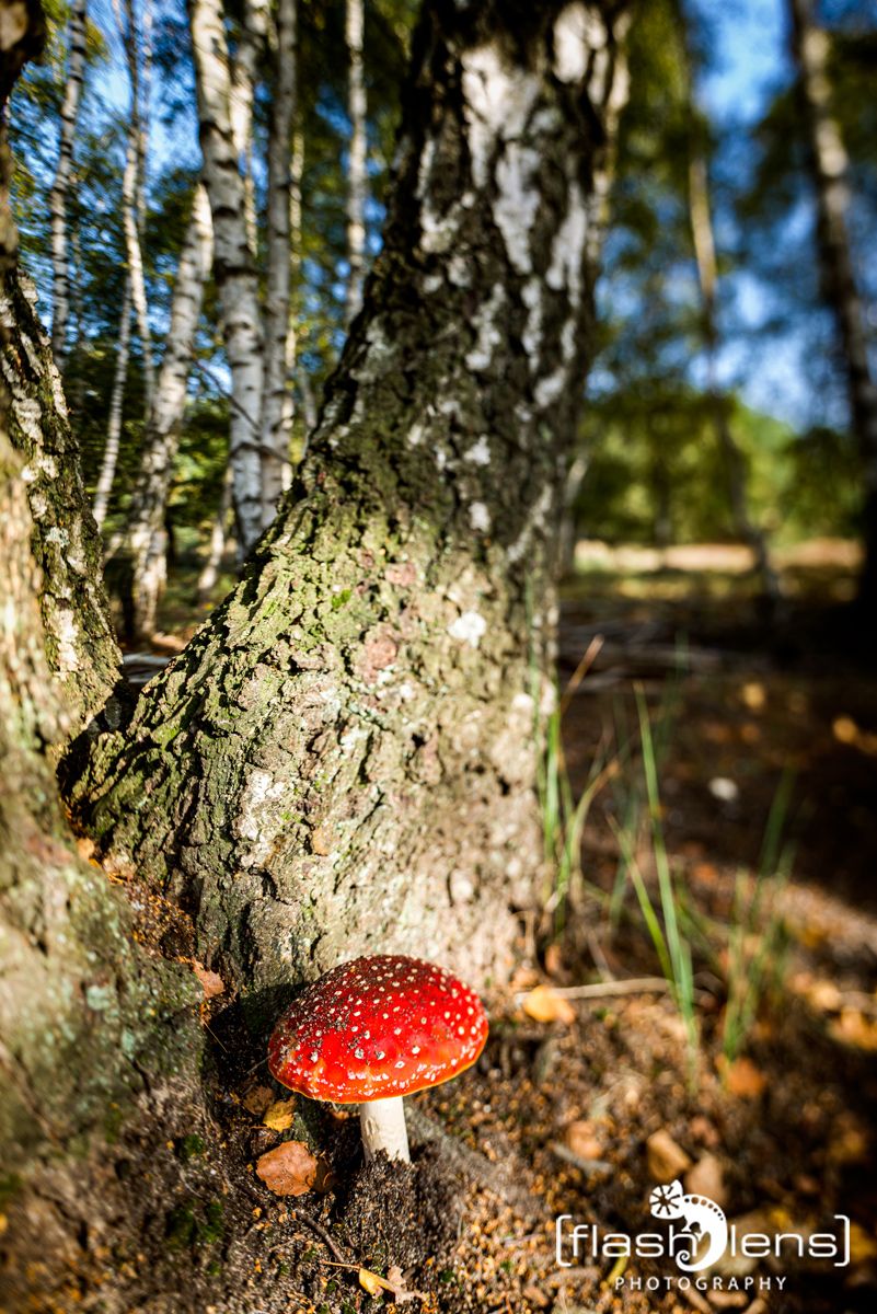 Wahner Heide 015