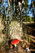 Wahner Heide 015