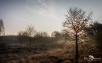 Wahner Heide 201