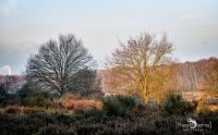Wahner Heide 202