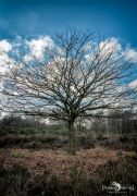 Wahner Heide 205