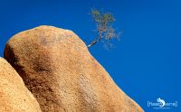 spitzkoppe 006