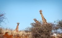mariental 005