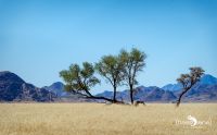 mariental 018